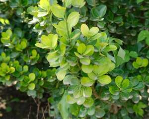 黄杨树移栽注意事项