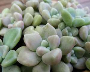 丸叶姬秋丽Graptopetalum mendozae