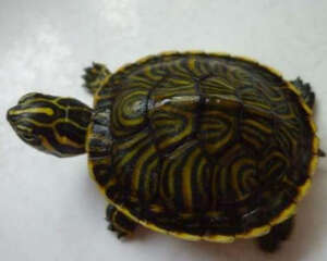 如何处理宠物龟咬伤造成的断尾