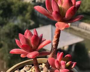 为自己点赞，从最初的战战兢兢到现在的胸有成竹！