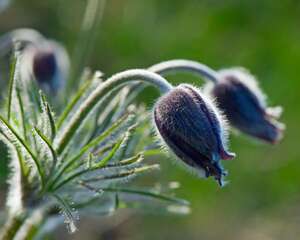 白头翁的功效和作用