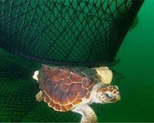 大西洋蠵龟的形态特征