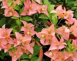 家里养花，改掉5个坏习惯，啥花都能养爆盆！