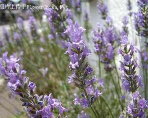 宁静的香水：熏衣草的妙用