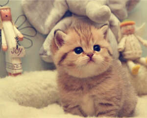 幼猫应该吃什么样的猫粮？