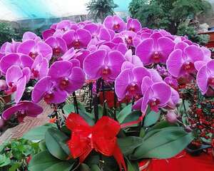 蝴蝶兰业界专家三大倡议 助花农度难关