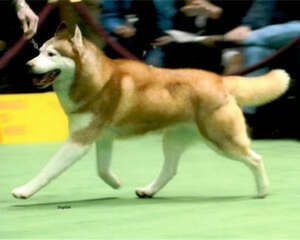 怎么判断哈士奇纯不纯