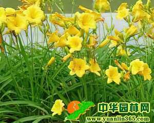 母亲花和忘忧草——萱草
