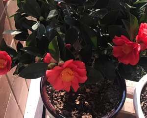 这花在北方不好养，买一盆死一盆，真愁人！