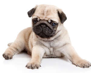 不要给狗狗吃包子和饺子