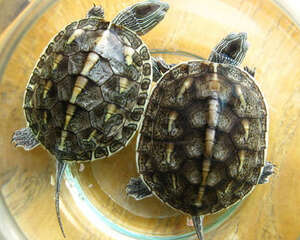 家庭饲养中华花龟的注意事项