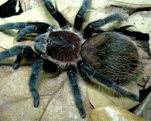 哥斯达黎加红尾