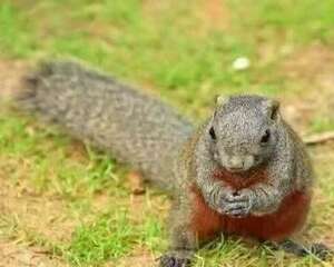 怎么训练松鼠不咬人?