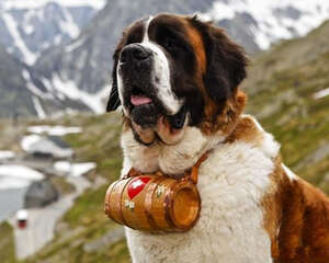 挂着酒桶的瑞士国宝——圣伯纳犬