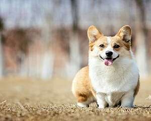 柯基犬可以吃的东西居然有这么多？