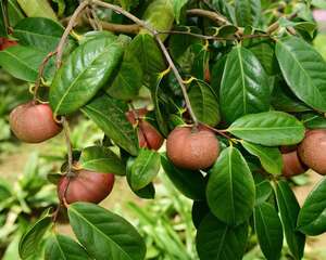 油茶的养殖方法和注意事项