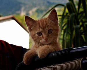 培养猫咪好性格的四个妙招