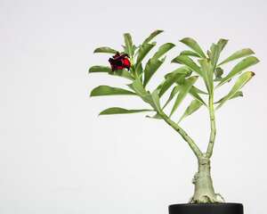 沙漠玫瑰冬季养殖方法