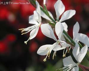 家庭养花注意哪些花卉有毒