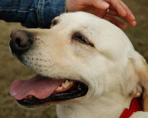 看懂爱犬示好语言，交流不再有误会