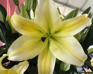 百合花一年能开几次花