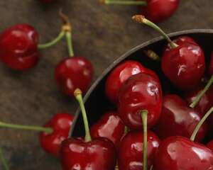 樱桃籽可以种成小盆栽吗