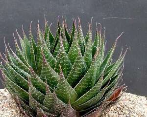 波路Gasteraloe beguinii