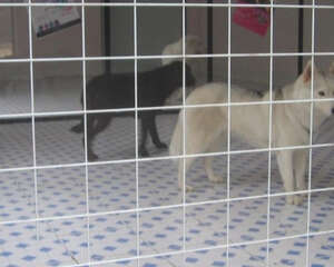 狗狗寄养须知有哪些