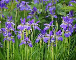这花3块钱一颗，丢土里开花一大片，大冬天也能养！