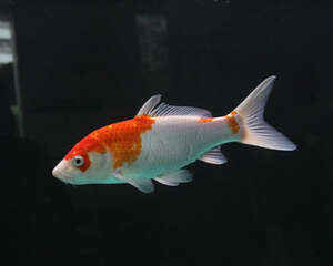 锦鲤生长发育的特点