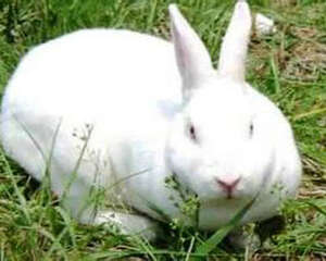 兔子的十种身体语言