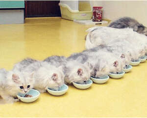 多大的猫算成猫？猫多大可以吃成猫粮？