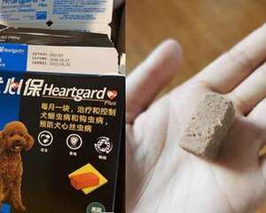 幼犬驱虫 | 那些你不得不了解的事！