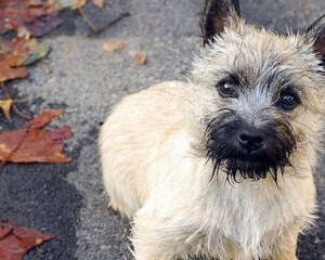 如何为狗狗挑选“厕所”