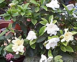 怎样使盆栽栀子叶茂花繁（图）
