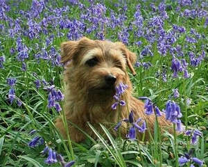 罗福梗的形态特征