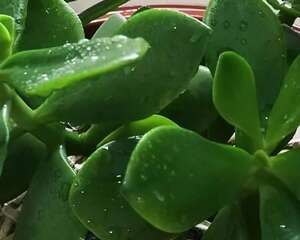 燕子掌