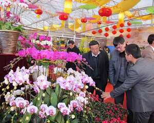 供港年花桔平兰靓 内地“节俭风”吹低花价