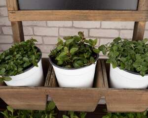 薄荷叶的功效与作用，薄荷叶泡水的功效