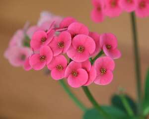 虎刺梅常见品种