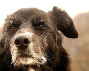 护理老年狗狗的注意事项都有哪些?