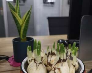 水仙花有毒吗，家里有孕妇能养水仙花吗