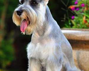 如何正确的饲养雪纳瑞幼犬