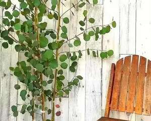 今年流行的小众花，家里养1盆，特别有气质