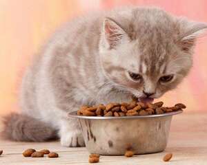 给猫咪驱虫多久一次？有哪些雷区要避开？