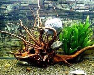 树干沉木在水族造景中的使用