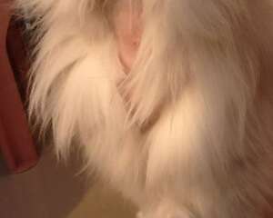 如何缓解猫咪掉毛