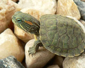 巴西龟怕人怎么办