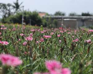 石竹的功效与作用