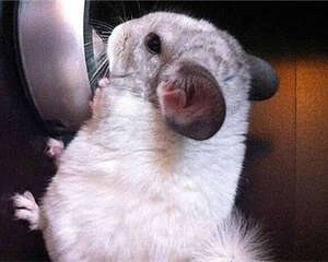 银斑龙猫的形态特征